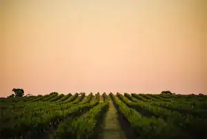 torbreck-barossa-valley-vineyard